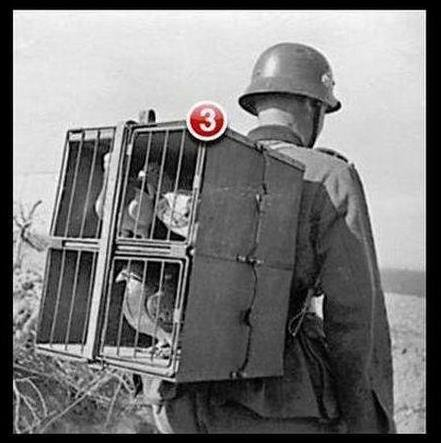 Tactical Comm Carrier Pigeons